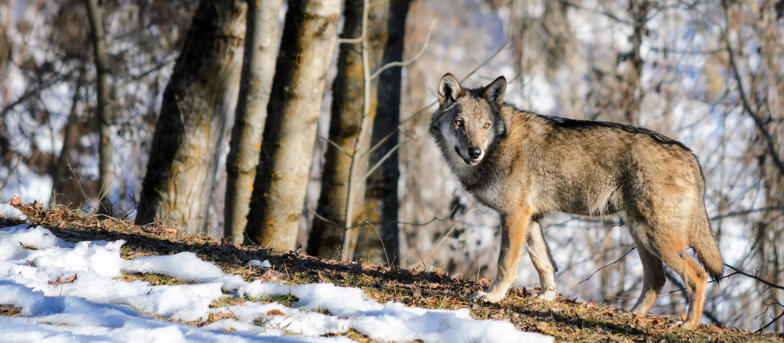 Lupo e Grandi Carnivori: ritardo nell’approvazione dell’aggiornamento del Piano di gestione del lupo con le relative deroghe per il contenimento