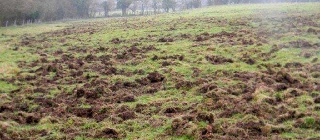 Sulla richiesta di risarcimento dei danni cagionati da fauna selvatica (Cass. Sez. VI, 23 settembre 2022, n. 27931 ord.)