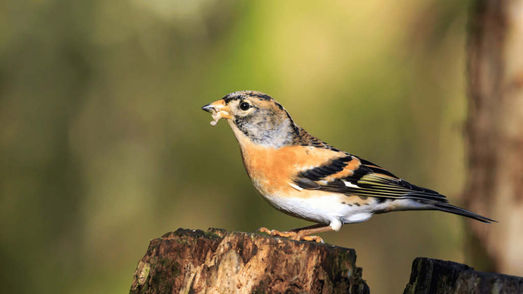 Configura il reato di maltrattamento di animali la cattura e la detenzione in piccole gabbie di esemplari di peppola e di fringuelli utilizzati come richiami (Cass. Sez. III Pen. 13 aprile 2023, n. 15453)