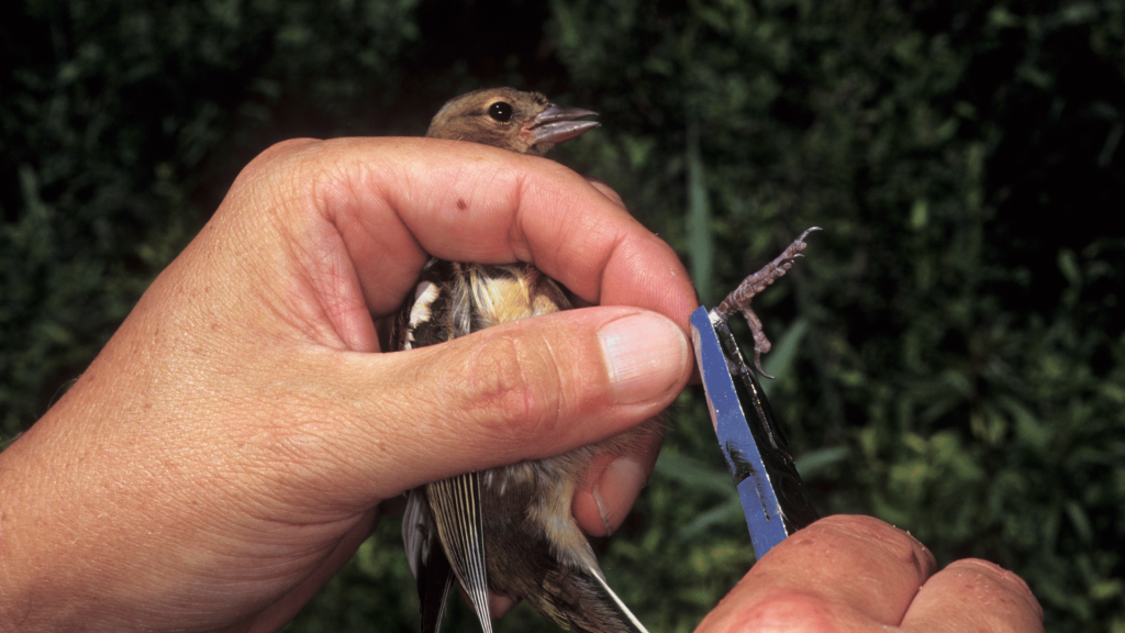 Esemplari di cattura e di allevamento, appartenenti ad alcune specie ornitiche, utilizzati come esche vive per la caccia (T.A.R. Milano, Sez. IV 21 aprile 2023, n. 983)