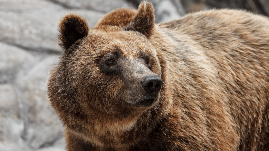 Annullamento previa sospensione dell’efficacia, dell’ordinanza contingibile e urgente, avente ad oggetto la rimozione di un orso pericoloso per l’incolumità e la sicurezza pubblica (decreto del T.R.G.A. Trento, Sez. Un. 14 aprile 2023, n. 19)