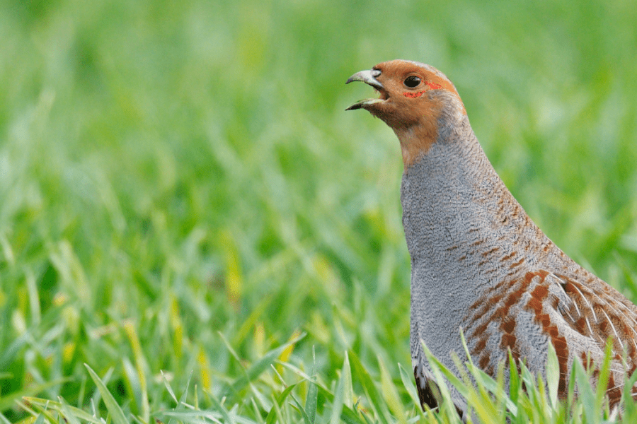 Il controverso parere ISPRA sulla caccia alla starna