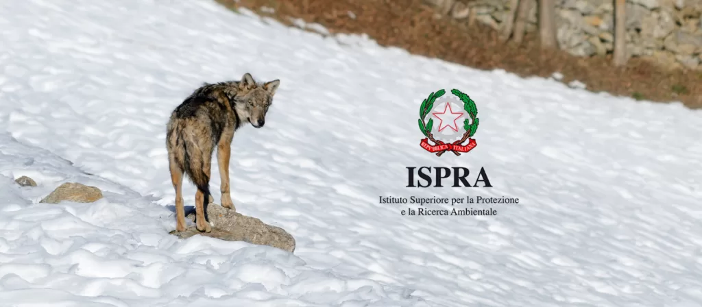 Gestione del lupo: ISPRA risponde ad AB