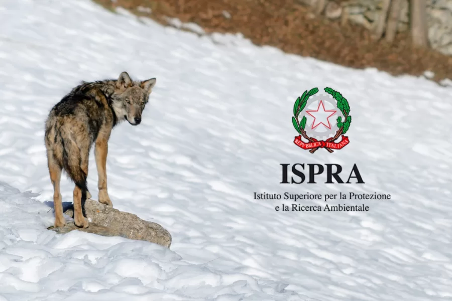 Gestione del lupo: ISPRA risponde ad AB