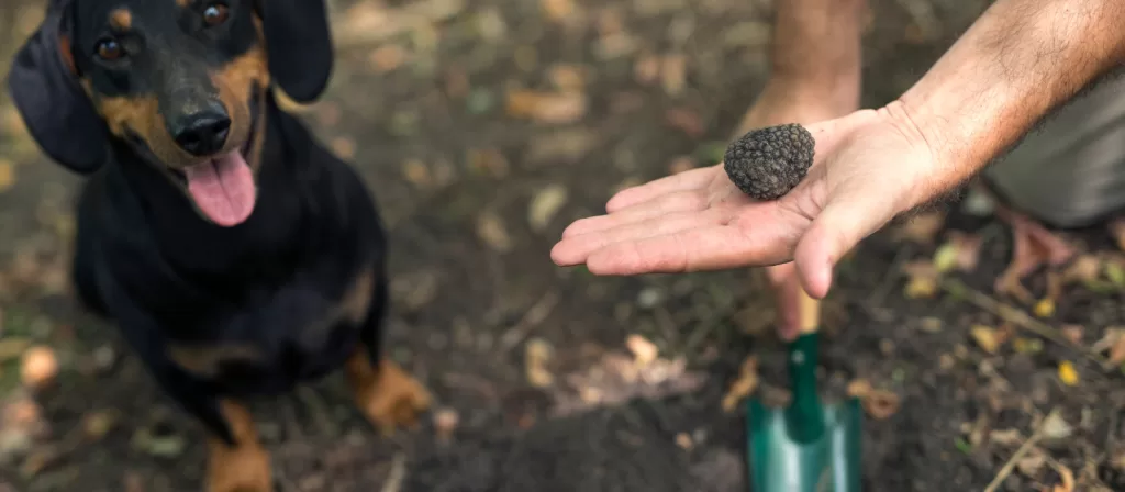 disposizioni in materia di tartufi