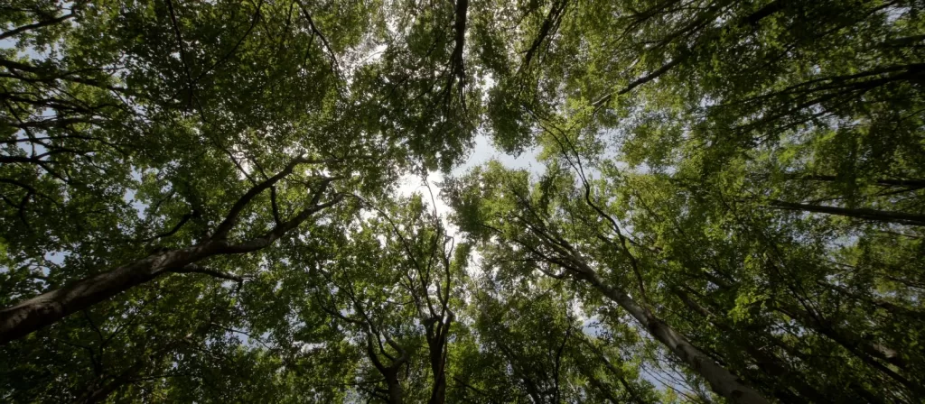 Crediti di carbonio, una grande opportunità per investire in qualità del suolo e biodiversità