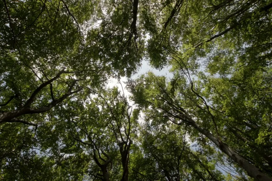 Crediti di carbonio, una grande opportunità per investire in qualità del suolo e biodiversità