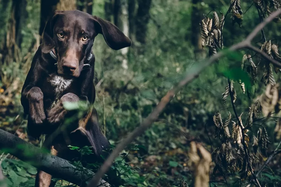 Corte Costituzionale: Via Libera al Metodo D'Hondt per la rappresentanza dei cacciatori negli ATC in Abruzzo