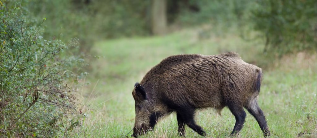 Peste Suina Africana: Nuova ordinanza 4/25, cosa cambia per la caccia al cinghiale peste suina africana