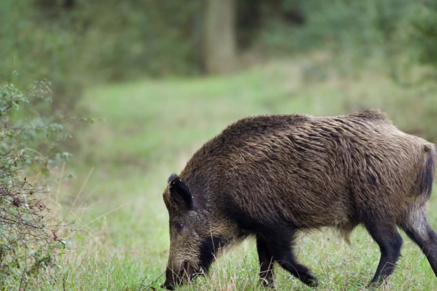 peste suina africana