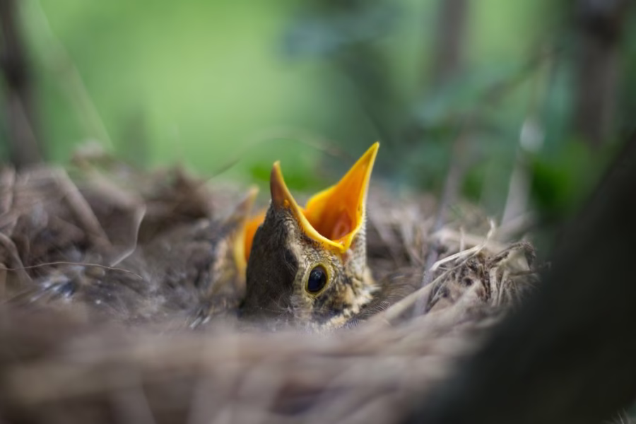 Divieto di Abbattimento degli Alberi Durante il Periodo di Riproduzione degli Uccelli