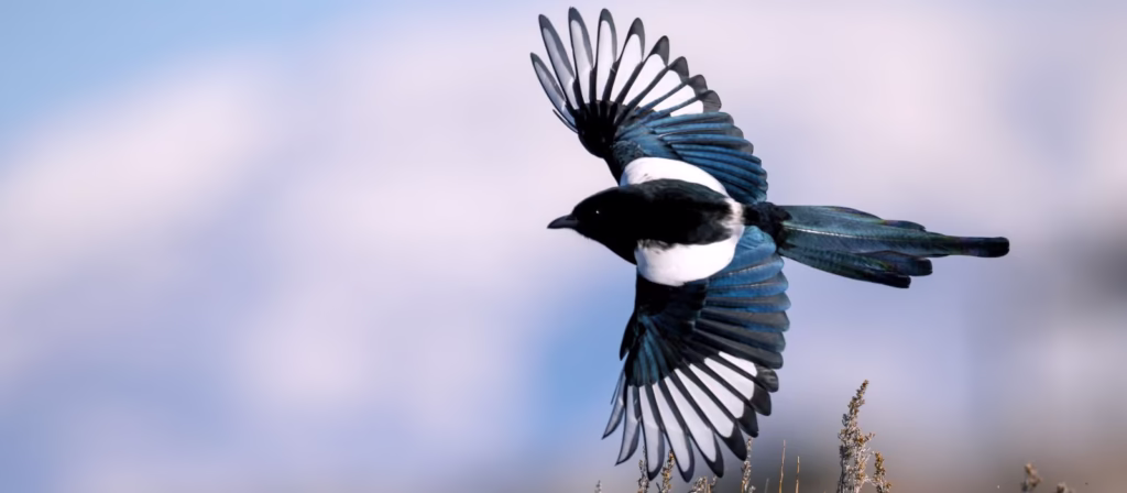 Sardegna: Approvate le linee guida per la gestione e il contenimento della fauna selvatica