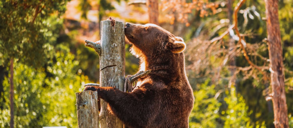 Orso Bruno e foraggiamento in Trentino cosa stabilisce la sentenza del Consiglio di Stato