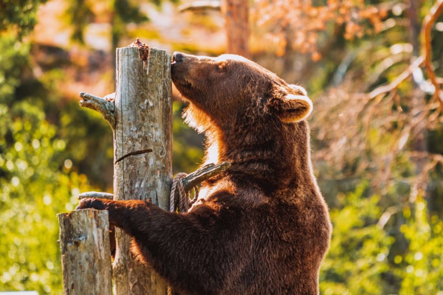 Orso Bruno e foraggiamento in Trentino: cosa stabilisce la sentenza del Consiglio di Stato Orso Bruno e foraggiamento in Trentino cosa stabilisce la sentenza del Consiglio di Stato
