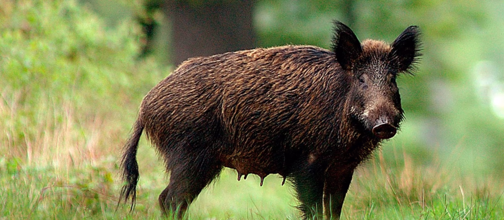 Peste Suina Africana in Piemonte: Agevolazioni e taglio tasse per le Aziende Faunistico-Venatorie