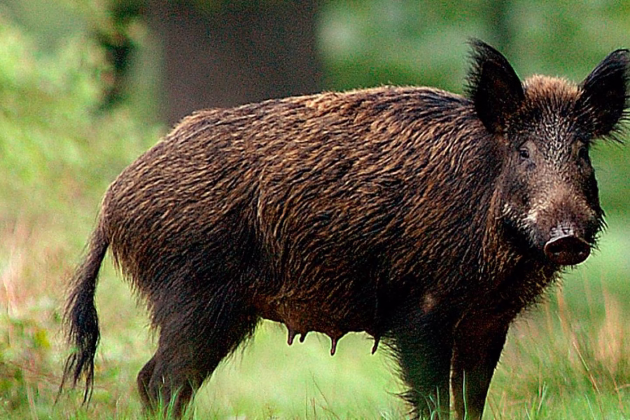 Peste Suina Africana in Piemonte: Proposte agevolazioni e taglio tasse per le Aziende Faunistico-Venatorie Peste Suina Africana in Piemonte: Agevolazioni e taglio tasse per le Aziende Faunistico-Venatorie