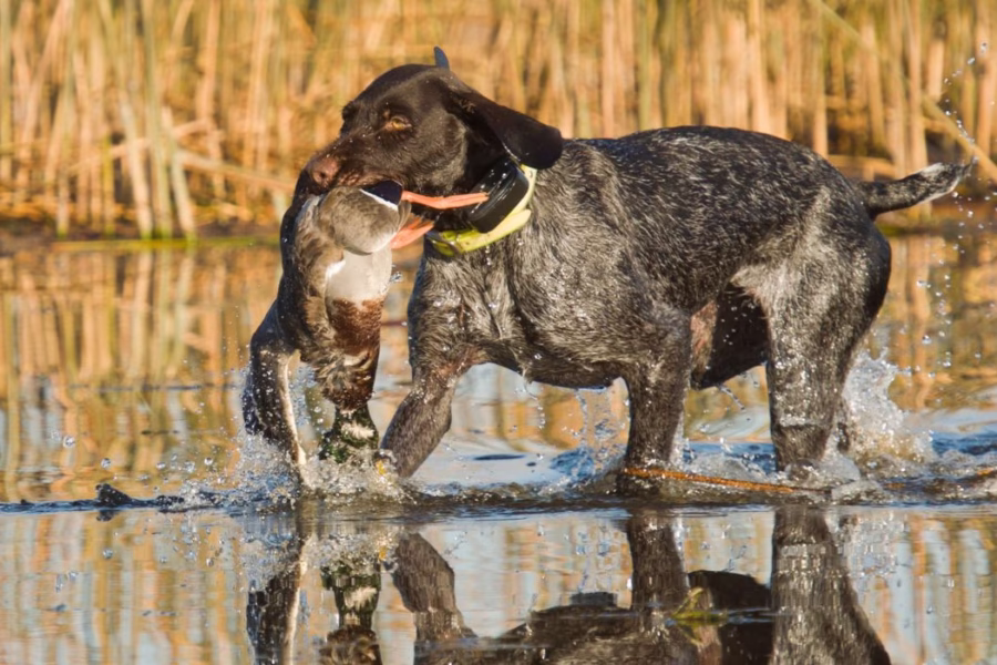 Il Consiglio di stato mette in discussione la composizione del CTFVN Il Consiglio di stato mette in discussione la composizione del CTFVN
