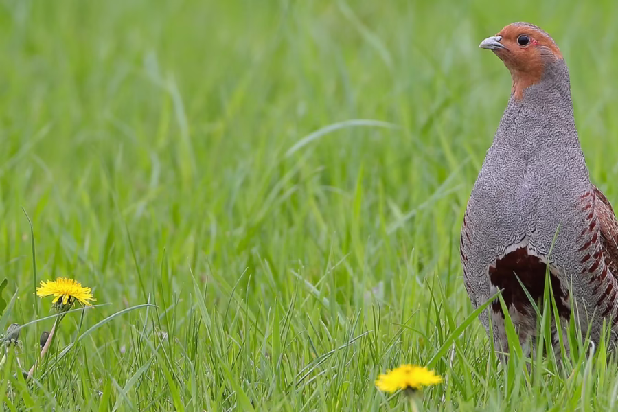 cosa è la gestione faunistica