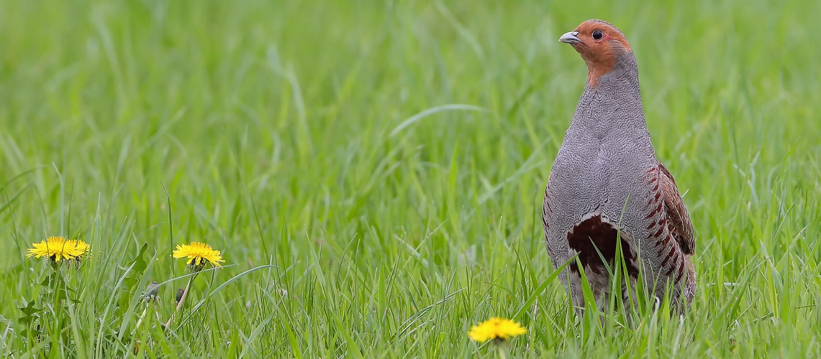 cosa è la gestione faunistica