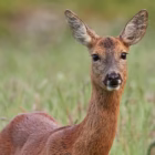 Gestione faunistica in Toscana: un modello per il mondo venatorio Gestione faunistica in Toscana: un modello per il mondo venatorio