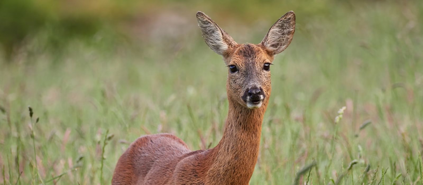Gestione faunistica in Toscana: un modello per il mondo venatorio