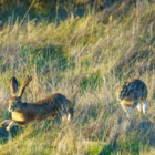 Nuove Regole per AFV e AATV in Lombardia: Cosa cambia con la D.g.r. 5897/2026 Nuove Regole per AFV e AATV in Lombardia: Cosa cambia con la D.g.r. 5897/2026