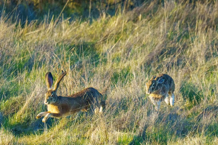 Nuove Regole per AFV e AATV in Lombardia: Cosa cambia con la D.g.r. 5897/2026