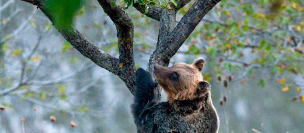 Gestione dell'habitat e danni da fauna: la Cassazione condanna l'inerzia degli enti parco