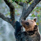 Gestione dell'habitat e danni da fauna: la Cassazione condanna l'inerzia degli enti parco