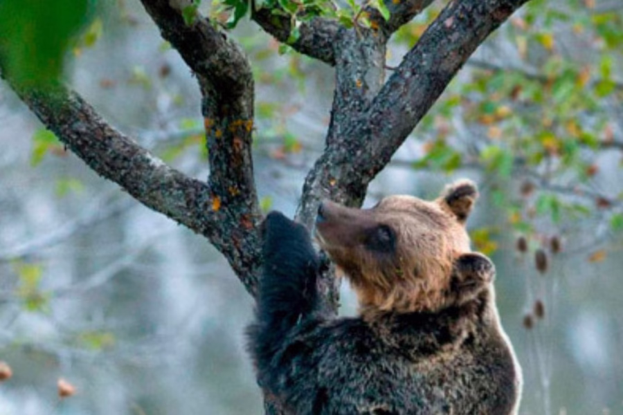 Gestione dell'habitat e danni da fauna: la Cassazione condanna l'inerzia degli enti parco