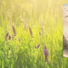 Dalla conservazione al ripristino: La nuova sfida della biodiversità su #Natura Dalla conservazione al ripristino: La nuova sfida della biodiversità su #Natura