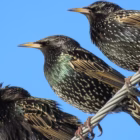 Caccia in deroga in Lombardia: Il TAR annulla la delibera per fringuello e storno Caccia in deroga in Lombardia: Il TAR annulla la delibera per fringuello e storno