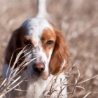 Comitato Faunistico Nazionale: i lavori proseguono Comitato Faunistico Nazionale: i lavori proseguono