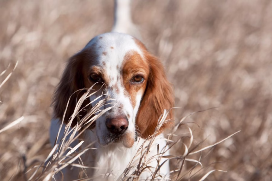 Comitato Faunistico Nazionale: i lavori proseguono