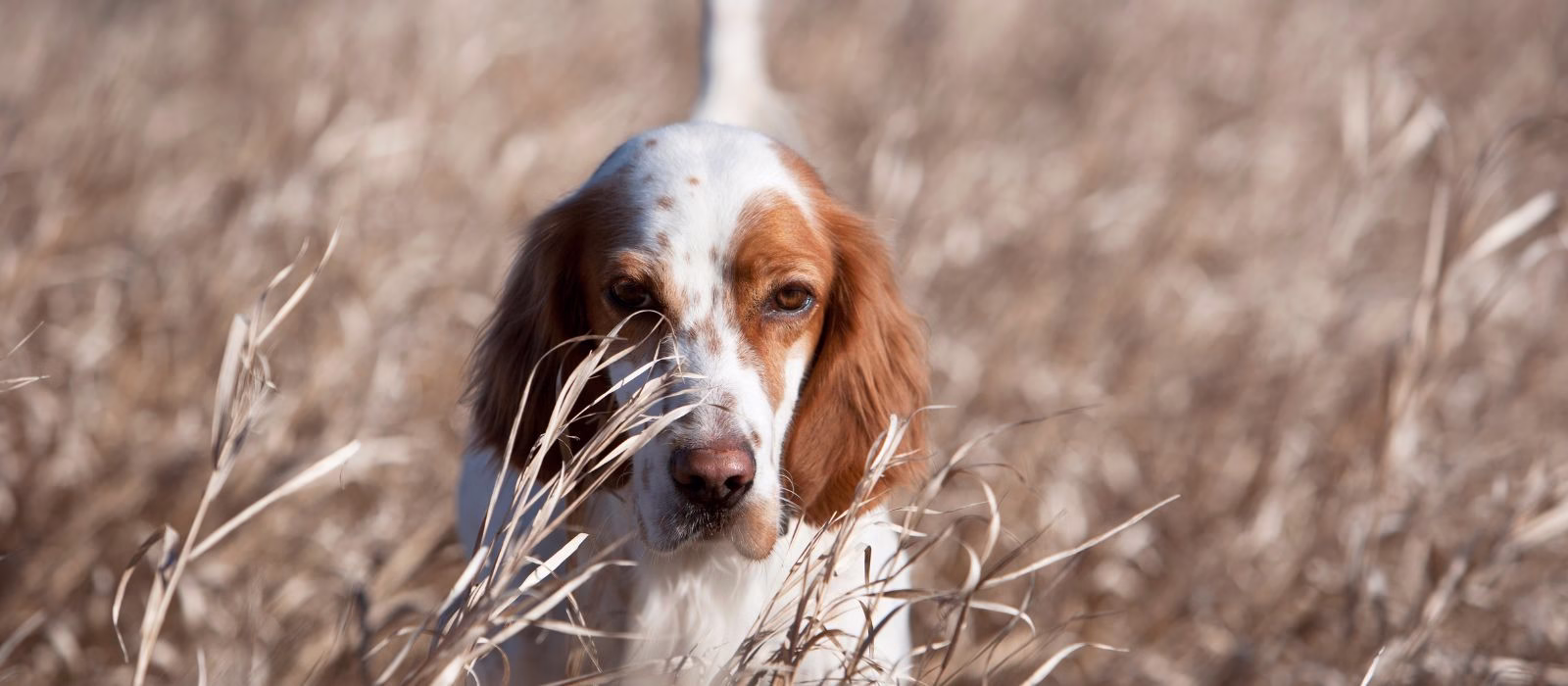Comitato Faunistico Nazionale: i lavori proseguono