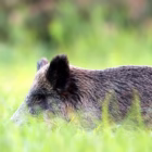 Gestione Faunistico-Venatoria: Il TAR Lazio "Promuove" il piano straordinario Gestione Faunistico-Venatoria: Il TAR Lazio "Promuove" il piano straordinario