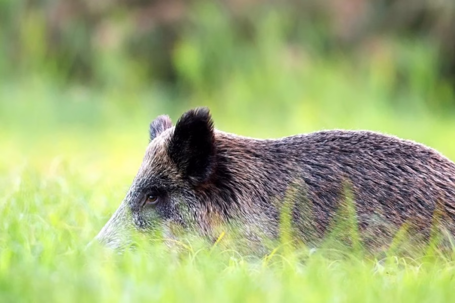 Gestione Faunistico-Venatoria: Il TAR Lazio "Promuove" il piano straordinario