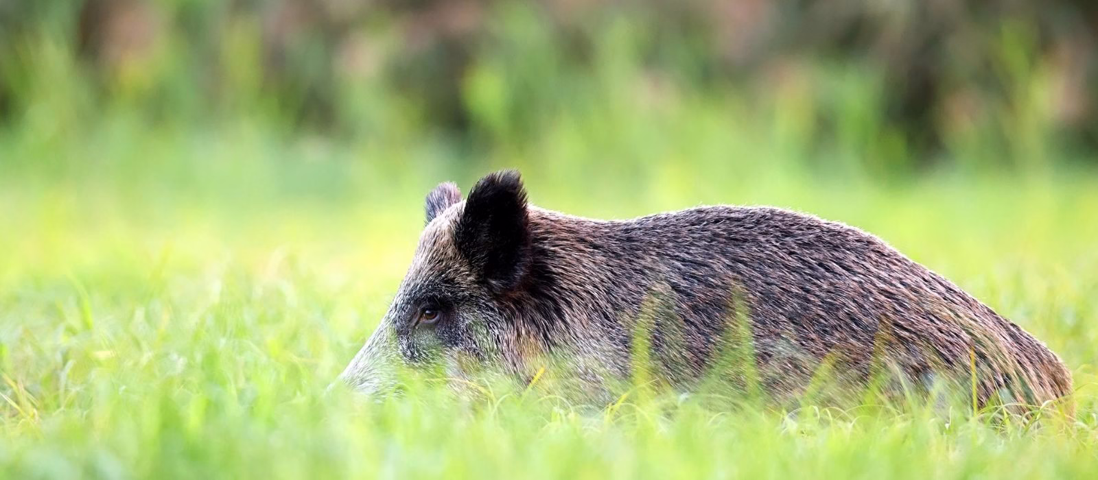 Gestione Faunistico-Venatoria: Il TAR Lazio "Promuove" il piano straordinario