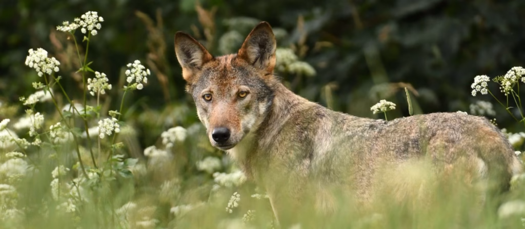 Abbattimento lupi in Alto Adige il TAR respinge il ricorso delle associazioni animaliste