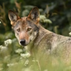 Abbattimento lupi in Alto Adige il TAR respinge il ricorso delle associazioni animaliste