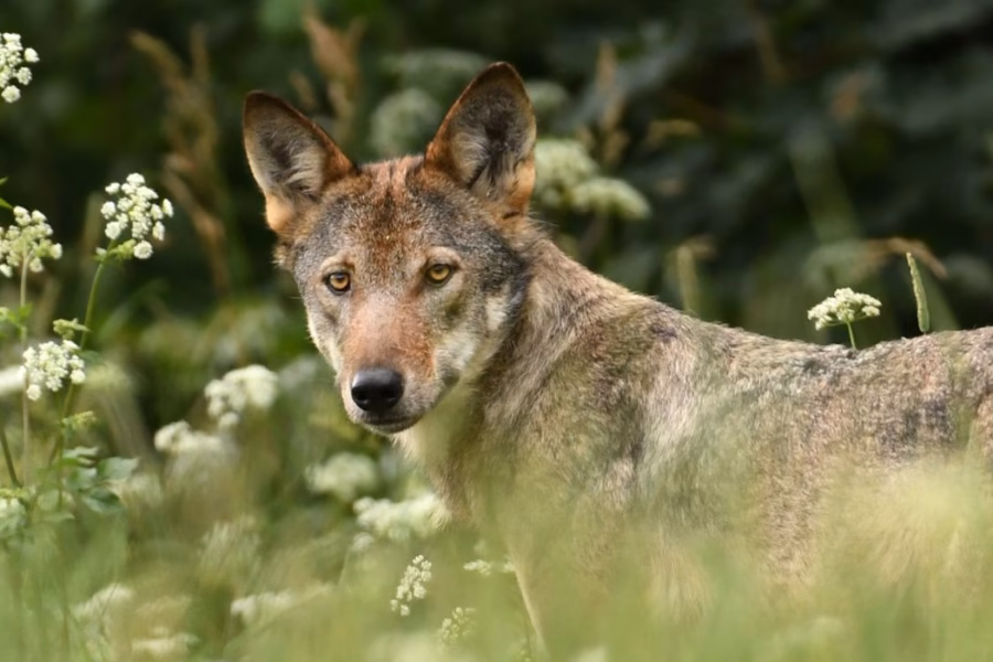 Abbattimento lupi in Alto Adige il TAR respinge il ricorso delle associazioni animaliste
