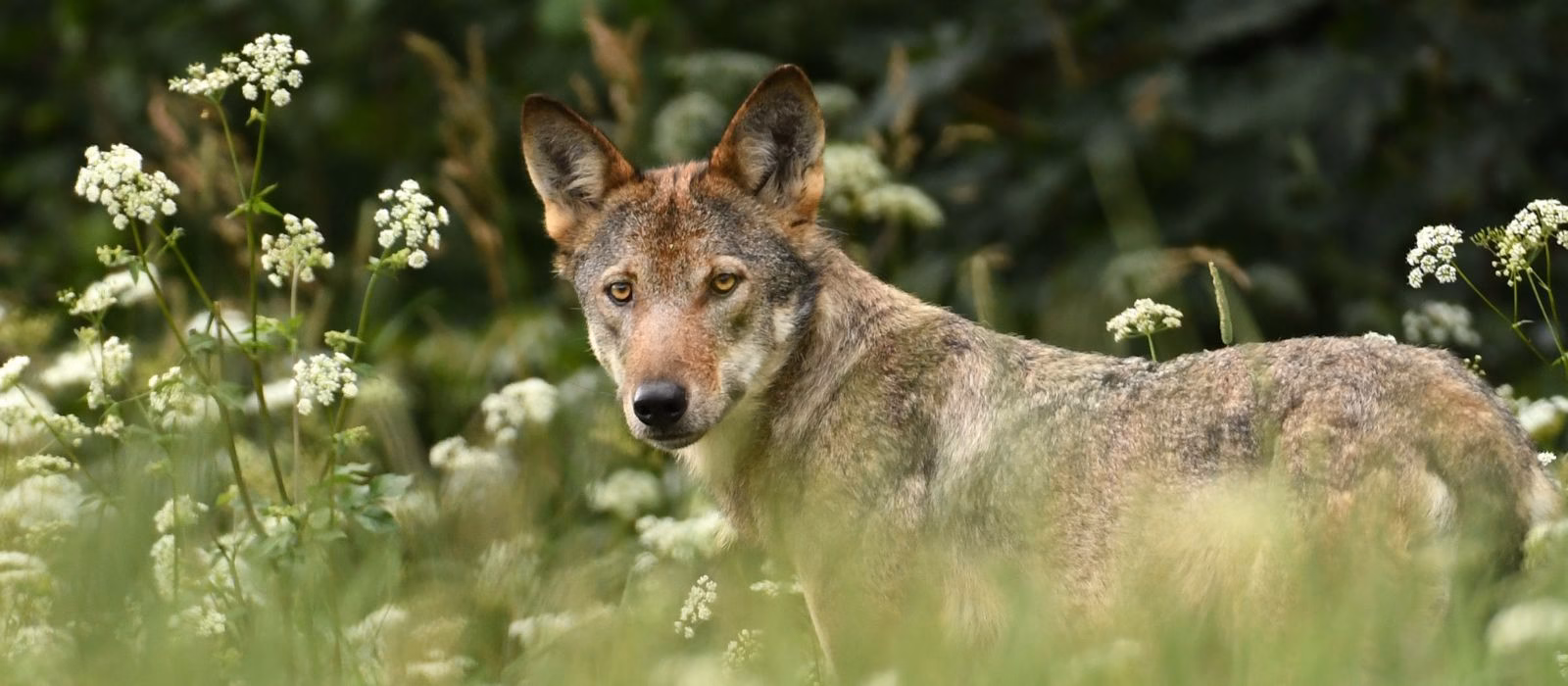 Abbattimento lupi in Alto Adige il TAR respinge il ricorso delle associazioni animaliste
