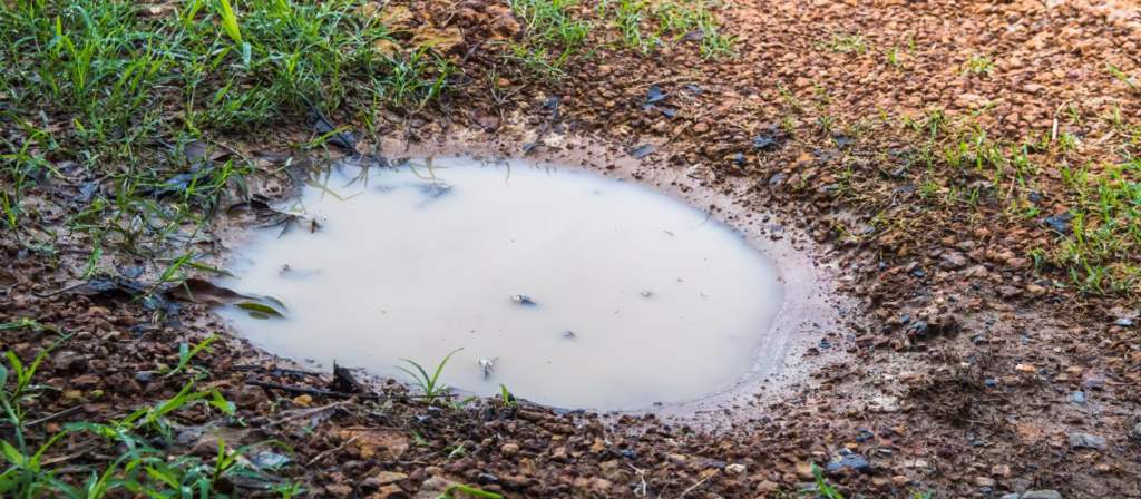 SORPRESA SUL PIOMBO NELLE ZONE UMIDE un emendamento complica nuovamente tutto