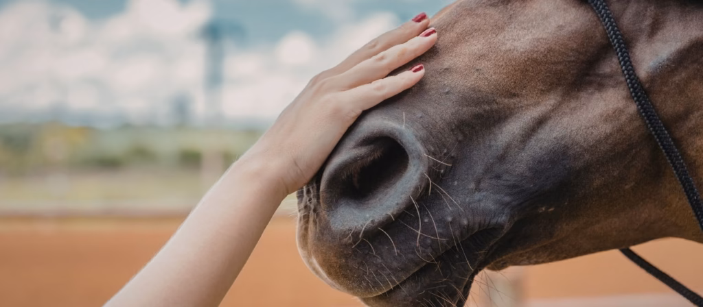 L'equivoco del radicalismo animalista sui cavalli
