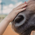 L'equivoco del radicalismo animalista sui cavalli