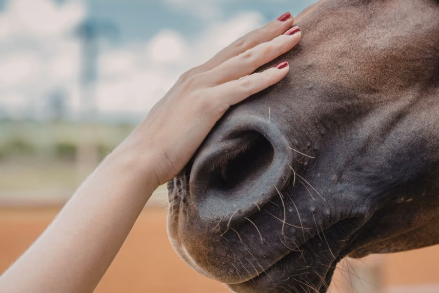 L'equivoco del radicalismo animalista sui cavalli