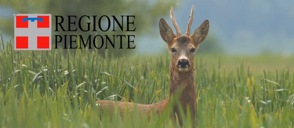 Il paradosso del capriolo in Piemonte: la caccia di selezione bloccata da ordinanze scadute (mentre l’enduro riempie i boschi)