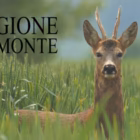 Il paradosso del capriolo in Piemonte: la caccia di selezione bloccata da ordinanze scadute (mentre l’enduro riempie i boschi)