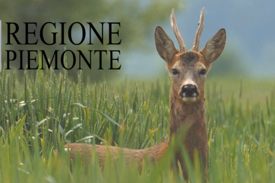 Il paradosso del capriolo in Piemonte: la caccia di selezione bloccata da ordinanze scadute (mentre l’enduro riempie i boschi)