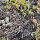 L'ennesimo dramma social del fratino e il paradosso della natura sotto scorta: quando la vera tutela non fa rumore